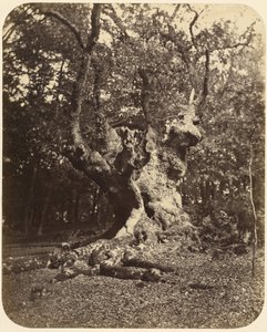 Albero nodoso